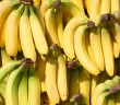 우리가 먹는 바나나가 위험하다?! 바나나 전염병